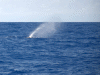 whale2.gif (111069 bytes)